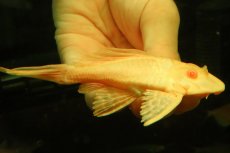 画像3: 【通販 淡水魚】大特価 レア種 No1 ショートボディ アルビノマーブルセルフィンプレコ【個体販売】(±13cm)(プレコ(生体)(熱帯魚)NKP (3)