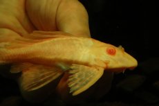 画像4: 【通販 淡水魚】大特価 レア種 No1 ショートボディ アルビノマーブルセルフィンプレコ【個体販売】(±13cm)(プレコ(生体)(熱帯魚)NKP (4)