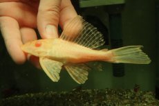 画像1: 【通販 淡水魚】大特価 レア種 No2 ショートボディ アルビノマーブルセルフィンプレコ【個体販売】(±13cm)(プレコ(生体)(熱帯魚)NKP (1)