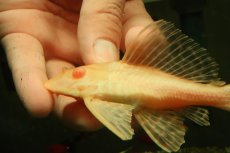 画像2: 【通販 淡水魚】大特価 レア種 No2 ショートボディ アルビノマーブルセルフィンプレコ【個体販売】(±13cm)(プレコ(生体)(熱帯魚)NKP (2)