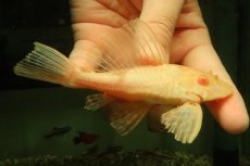画像3: 【通販 淡水魚】大特価 レア種 No2 ショートボディ アルビノマーブルセルフィンプレコ【個体販売】(±13cm)(プレコ(生体)(熱帯魚)NKP (3)