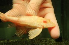 画像4: 【通販 淡水魚】大特価 レア種 No2 ショートボディ アルビノマーブルセルフィンプレコ【個体販売】(±13cm)(プレコ(生体)(熱帯魚)NKP (4)
