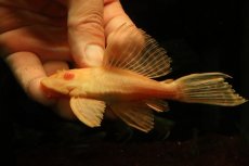 画像1: 【通販 淡水魚】大特価 レア種 No3 ショートボディ アルビノマーブルセルフィンプレコ【個体販売】(±12cm)(プレコ(生体)(熱帯魚)NKP (1)