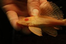 画像2: 【通販 淡水魚】大特価 レア種 No3 ショートボディ アルビノマーブルセルフィンプレコ【個体販売】(±12cm)(プレコ(生体)(熱帯魚)NKP (2)