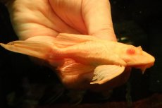 画像3: 【通販 淡水魚】大特価 レア種 No3 ショートボディ アルビノマーブルセルフィンプレコ【個体販売】(±12cm)(プレコ(生体)(熱帯魚)NKP (3)
