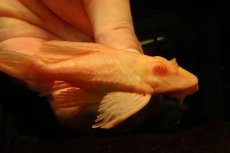 画像4: 【通販 淡水魚】大特価 レア種 No3 ショートボディ アルビノマーブルセルフィンプレコ【個体販売】(±12cm)(プレコ(生体)(熱帯魚)NKP (4)