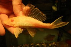 画像1: 【通販 淡水魚】大特価 レア種 No4 ショートボディ アルビノマーブルセルフィンプレコ【個体販売】(±14cm)(プレコ(生体)(熱帯魚)NKP (1)