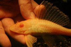 画像2: 【通販 淡水魚】大特価 レア種 No4 ショートボディ アルビノマーブルセルフィンプレコ【個体販売】(±14cm)(プレコ(生体)(熱帯魚)NKP (2)