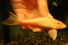 画像3: 【通販 淡水魚】大特価 レア種 No4 ショートボディ アルビノマーブルセルフィンプレコ【個体販売】(±14cm)(プレコ(生体)(熱帯魚)NKP (3)