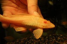 画像4: 【通販 淡水魚】大特価 レア種 No4 ショートボディ アルビノマーブルセルフィンプレコ【個体販売】(±14cm)(プレコ(生体)(熱帯魚)NKP (4)