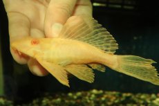 画像1: 【通販 淡水魚】大特価 レア種 No5 ショートボディ アルビノマーブルセルフィンプレコ【個体販売】(±13cm)(プレコ(生体)(熱帯魚)NKP (1)