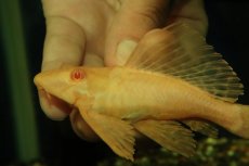 画像2: 【通販 淡水魚】大特価 レア種 No5 ショートボディ アルビノマーブルセルフィンプレコ【個体販売】(±13cm)(プレコ(生体)(熱帯魚)NKP (2)