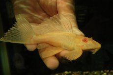 画像3: 【通販 淡水魚】大特価 レア種 No5 ショートボディ アルビノマーブルセルフィンプレコ【個体販売】(±13cm)(プレコ(生体)(熱帯魚)NKP (3)