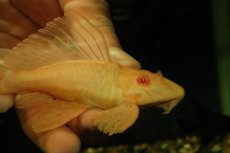 画像4: 【通販 淡水魚】大特価 レア種 No5 ショートボディ アルビノマーブルセルフィンプレコ【個体販売】(±13cm)(プレコ(生体)(熱帯魚)NKP (4)