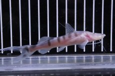 画像2: 【淡水魚】【通販】大特価 ゼブラキャット 【1匹 サンプル画像】(±7-10cm)(大型魚)(生体)(熱帯魚)NKO (2)