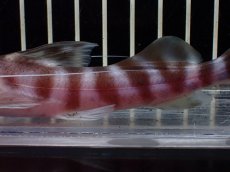 画像7: 【淡水魚】【通販】激安 大きめ ゼブラキャット【個体販売】(±15cm)（大型魚）（生体）（熱帯魚）NKO (7)