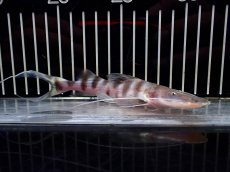 画像1: 【淡水魚】【通販】激安 大きめ ゼブラキャット【1個体販売】(±15cm)（大型魚）（生体）（熱帯魚）NKO (1)