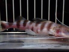 画像3: 【淡水魚】【通販】激安 大きめ ゼブラキャット【1個体販売】(±15cm)（大型魚）（生体）（熱帯魚）NKO (3)