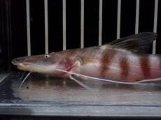 画像6: 【淡水魚】【通販】激安 大きめ ゼブラキャット【1個体販売】(±15cm)（大型魚）（生体）（熱帯魚）NKO (6)