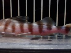 画像7: 【淡水魚】【通販】激安 大きめ ゼブラキャット【1個体販売】(±15cm)（大型魚）（生体）（熱帯魚）NKO (7)