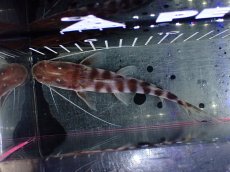 画像9: 【淡水魚】【通販】激安 大きめ ゼブラキャット【1個体販売】(±15cm)（大型魚）（生体）（熱帯魚）NKO (9)