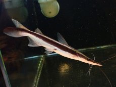 画像1: 【淡水魚】【通販】大きめ シャベルノーズキャット【個体販売】(±16cm)（大型魚）（生体）（熱帯魚）NKO (1)