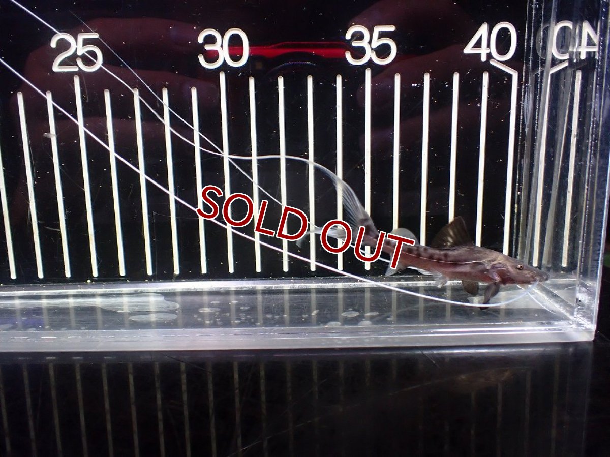 画像1: 【淡水魚】【通販】ピライーバ【個体販売】(±8cm)(大型魚)(生体)(熱帯魚)NKO (1)