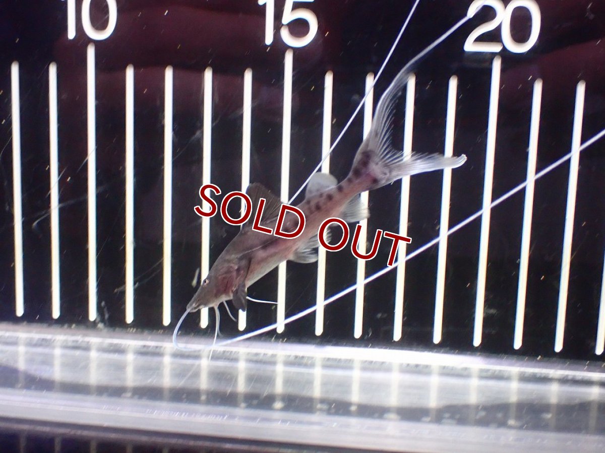 画像2: 【淡水魚】【通販】ピライーバ【個体販売】(±8cm)(大型魚)(生体)(熱帯魚)NKO (2)