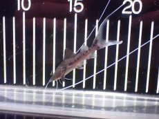 画像2: 【淡水魚】【通販】ピライーバ【個体販売】(±8cm)(大型魚)(生体)(熱帯魚)NKO (2)