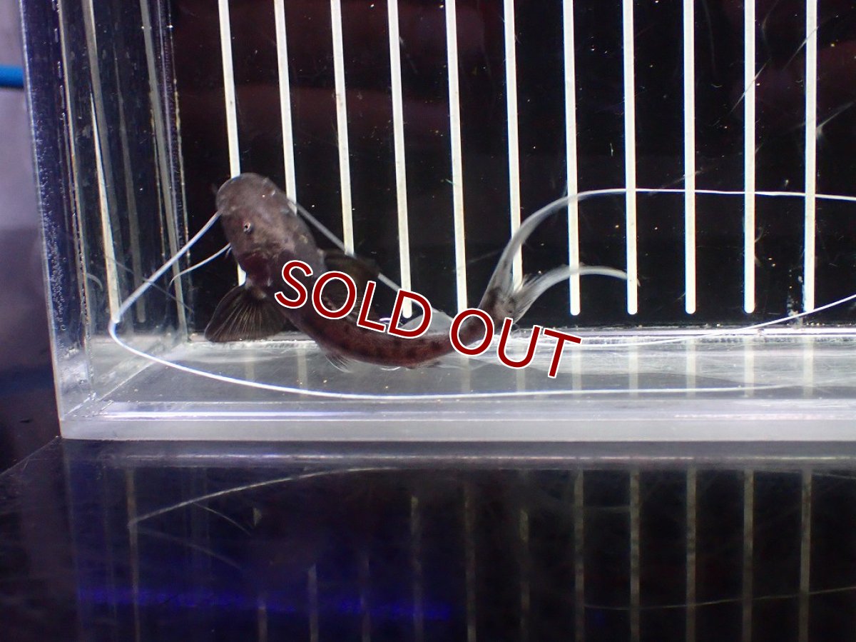 画像3: 【淡水魚】【通販】ピライーバ【個体販売】(±8cm)(大型魚)(生体)(熱帯魚)NKO (3)