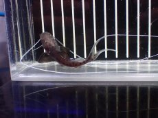 画像3: 【淡水魚】【通販】ピライーバ【個体販売】(±8cm)(大型魚)(生体)(熱帯魚)NKO (3)