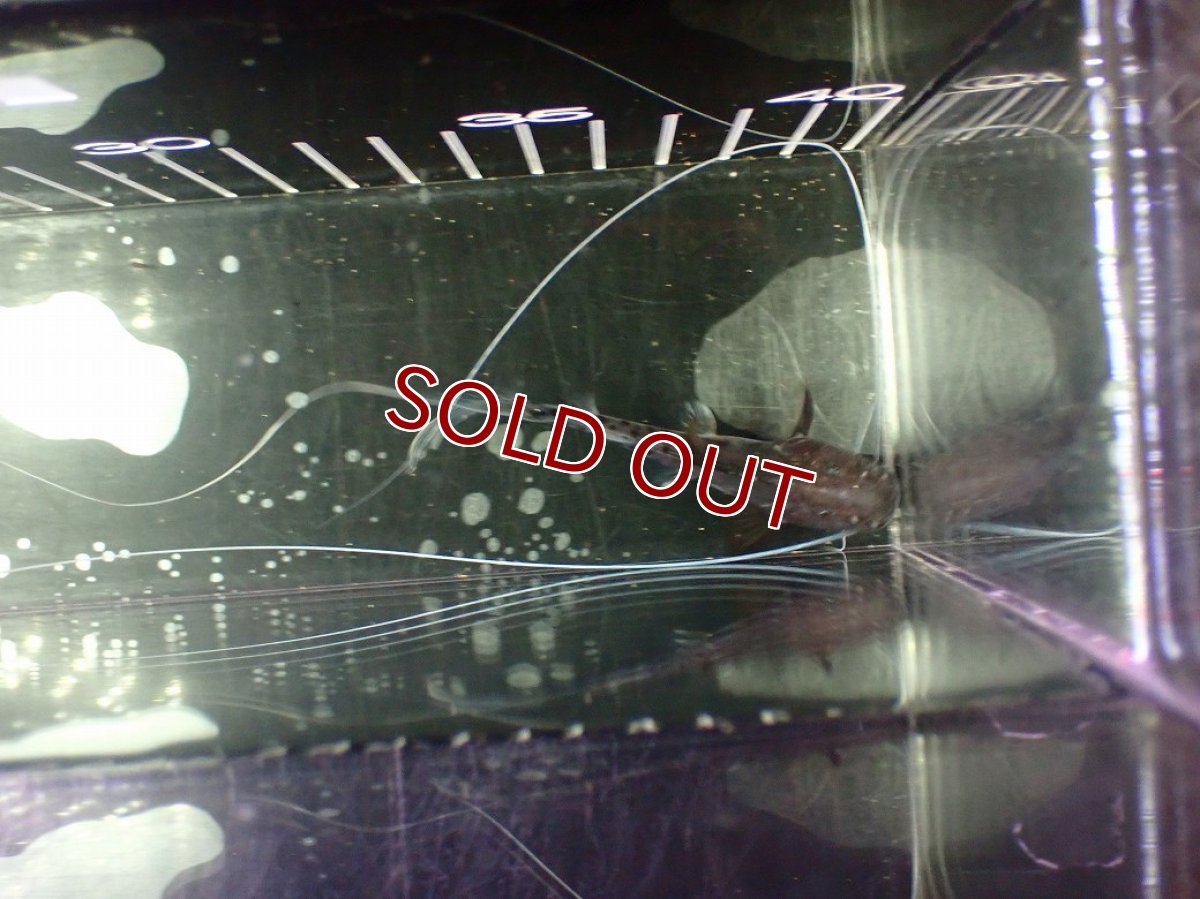 画像4: 【淡水魚】【通販】ピライーバ【個体販売】(±8cm)(大型魚)(生体)(熱帯魚)NKO (4)