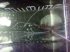 画像4: 【淡水魚】【通販】ピライーバ【個体販売】(±8cm)(大型魚)(生体)(熱帯魚)NKO (4)