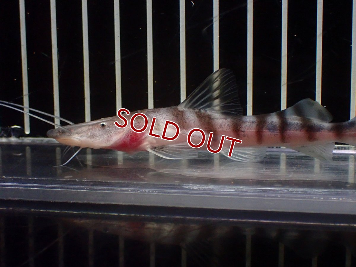 画像2: 【淡水魚】【通販】ゼブラキャット ペルー産【個体販売】(±10cm)(大型魚)(生体)(熱帯魚)NKO (2)