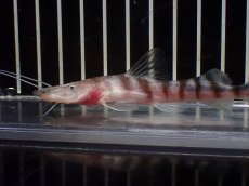 画像2: 【淡水魚】【通販】ゼブラキャット ペルー産【個体販売】(±10cm)(大型魚)(生体)(熱帯魚)NKO (2)