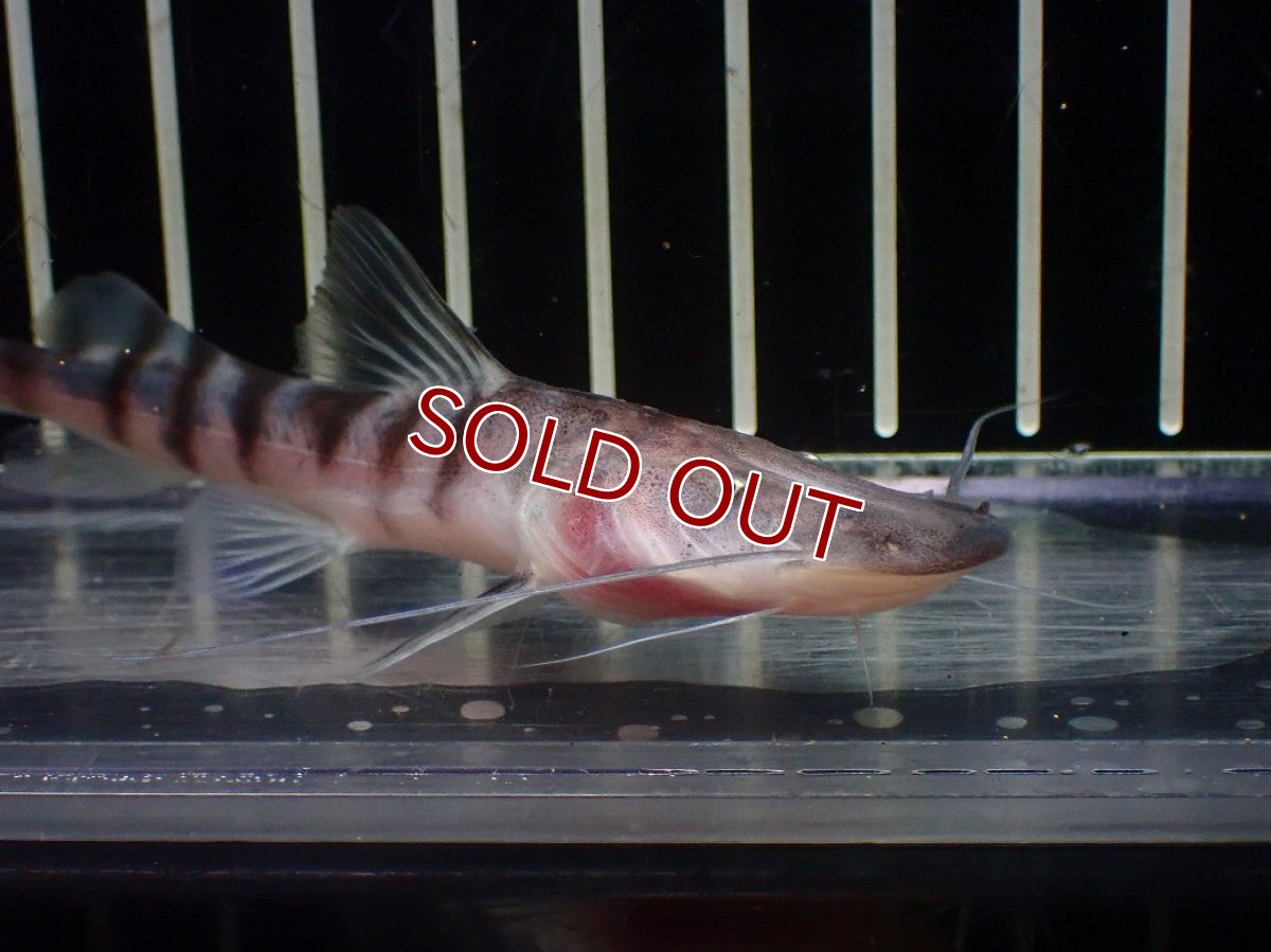 画像4: 【淡水魚】【通販】ゼブラキャット ペルー産【個体販売】(±10cm)(大型魚)(生体)(熱帯魚)NKO (4)