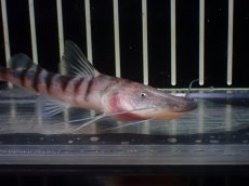 画像4: 【淡水魚】【通販】ゼブラキャット ペルー産【個体販売】(±10cm)(大型魚)(生体)(熱帯魚)NKO (4)
