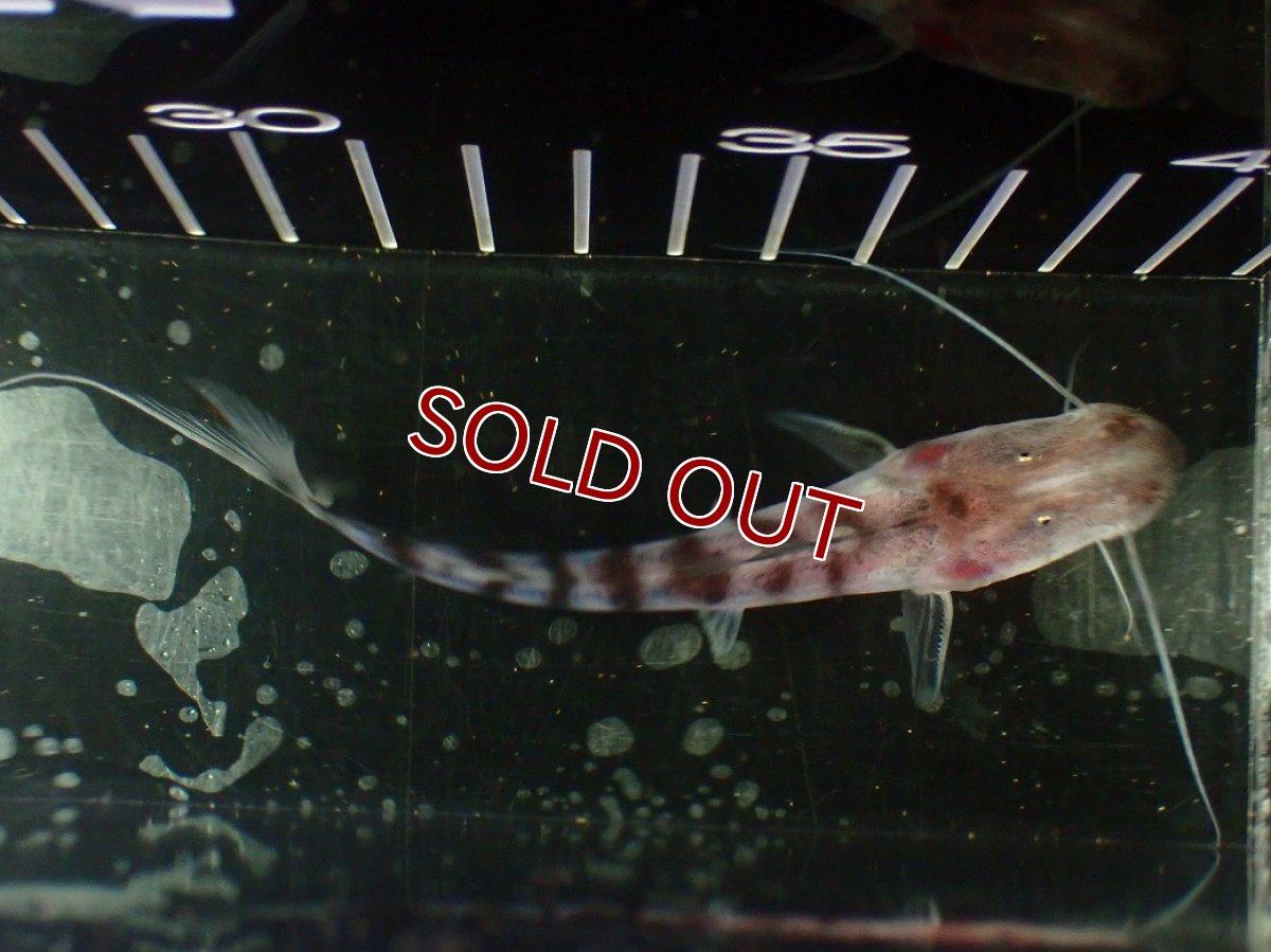 画像5: 【淡水魚】【通販】ゼブラキャット ペルー産【個体販売】(±10cm)(大型魚)(生体)(熱帯魚)NKO (5)