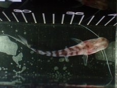 画像5: 【淡水魚】【通販】ゼブラキャット ペルー産【個体販売】(±10cm)(大型魚)(生体)(熱帯魚)NKO (5)