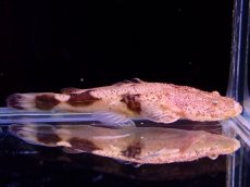 画像1: 【アーリーサマーセール10%OFFクーポン番号（10）対象商品 淡水魚】【淡水魚】【通販】特価 No1 パカモンキャット【個体販売】(±8cm)(大型魚)(生体)(熱帯魚)NKO (1)