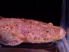 画像2: 【アーリーサマーセール10%OFFクーポン番号（10）対象商品 淡水魚】【淡水魚】【通販】特価 No1 パカモンキャット【個体販売】(±8cm)(大型魚)(生体)(熱帯魚)NKO (2)