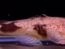 画像3: 【アーリーサマーセール10%OFFクーポン番号（10）対象商品 淡水魚】【淡水魚】【通販】特価 No1 パカモンキャット【個体販売】(±8cm)(大型魚)(生体)(熱帯魚)NKO (3)