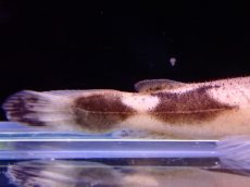 画像4: 【アーリーサマーセール10%OFFクーポン番号（10）対象商品 淡水魚】【淡水魚】【通販】特価 No1 パカモンキャット【個体販売】(±8cm)(大型魚)(生体)(熱帯魚)NKO (4)