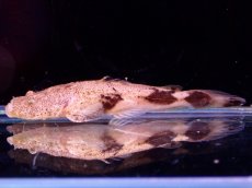画像5: 【アーリーサマーセール10%OFFクーポン番号（10）対象商品 淡水魚】【淡水魚】【通販】特価 No1 パカモンキャット【個体販売】(±8cm)(大型魚)(生体)(熱帯魚)NKO (5)