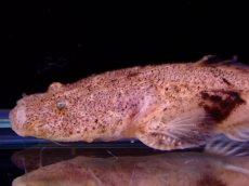 画像6: 【アーリーサマーセール10%OFFクーポン番号（10）対象商品 淡水魚】【淡水魚】【通販】特価 No1 パカモンキャット【個体販売】(±8cm)(大型魚)(生体)(熱帯魚)NKO (6)