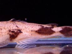 画像7: 【アーリーサマーセール10%OFFクーポン番号（10）対象商品 淡水魚】【淡水魚】【通販】特価 No1 パカモンキャット【個体販売】(±8cm)(大型魚)(生体)(熱帯魚)NKO (7)