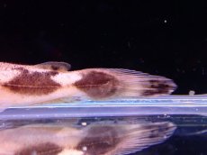 画像8: 【アーリーサマーセール10%OFFクーポン番号（10）対象商品 淡水魚】【淡水魚】【通販】特価 No1 パカモンキャット【個体販売】(±8cm)(大型魚)(生体)(熱帯魚)NKO (8)
