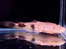 画像1: 【アーリーサマーセール10%OFFクーポン番号（10）対象商品 淡水魚】【淡水魚】【通販】特価 No2 パカモンキャット【個体販売】(±8cm)(大型魚)(生体)(熱帯魚)NKO (1)