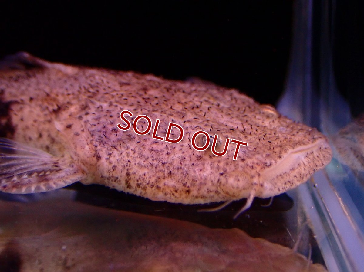 画像2: 【淡水魚】【通販】爆安期間限定 特価 No2 パカモンキャット【個体販売】(±8cm)(大型魚)(生体)(熱帯魚)NKO (2)