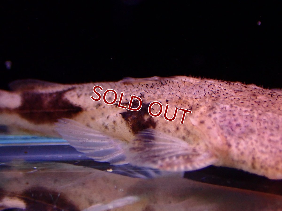 画像3: 【淡水魚】【通販】爆安期間限定 特価 No2 パカモンキャット【個体販売】(±8cm)(大型魚)(生体)(熱帯魚)NKO (3)